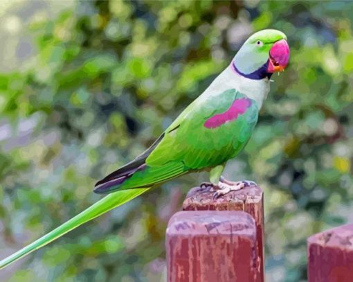 Alexandrine Parakeet Bird Paint By Numbers