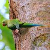 Alexandrine Parakeet On A Tree Paint By Numbers