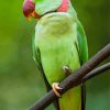 Alexandrine Parakeet Paint By Numbers