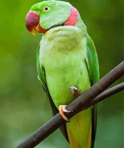 Alexandrine Parakeet Paint By Numbers