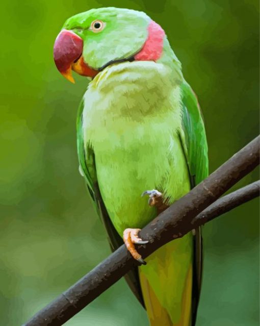 Alexandrine Parakeet Paint By Numbers