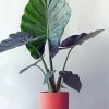 Alocasia In Pink Pot Paint By Numbers