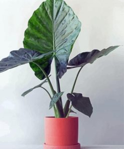 Alocasia In Pink Pot Paint By Numbers