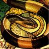 Banded Krait Snake Art Paint By Numbers