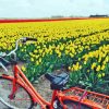 Bicycle And Tulips Field Paint By Numbers