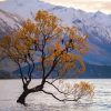 Birds On Tree In Lake Wanaka Paint By Numbers