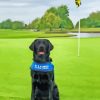 Black Golf Dog Paint By Numbers