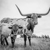 Black And White Longhorn And Calf Paint By Numbers