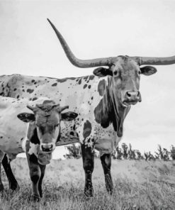 Black And White Longhorn And Calf Paint By Numbers