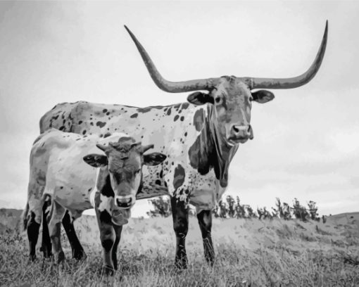 Black And White Longhorn And Calf Paint By Numbers