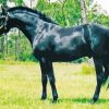 Black Sport Horse Paint By Numbers