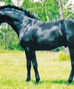 Black Sport Horse Paint By Numbers