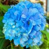 Blue Hydrangea Flower Paint By Numbers