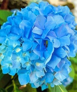 Blue Hydrangea Flower Paint By Numbers