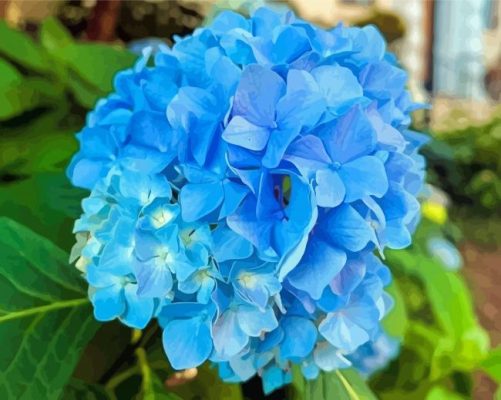 Blue Hydrangea Flower Paint By Numbers