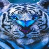 Blue Eyes Tiger With Blue Butterfly Paint By Numbers