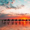 Camels At Broome Beach With Sunset View Paint By Numbers