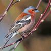 Chaffinch On Stick Paint By Number