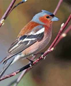 Chaffinch On Stick Paint By Number