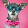 Chihuahua With Glasses And A Bow Tie Paint By Numbers