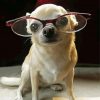 Chihuahua With Glasses Paint By Numbers