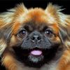 Closeup Pekingese Dog Paint By Numbers