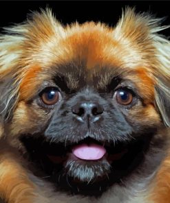 Closeup Pekingese Dog Paint By Numbers