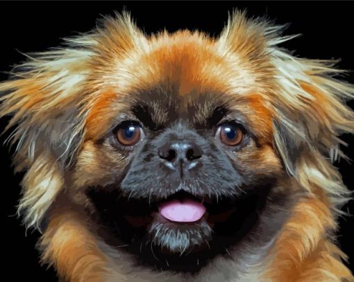 Closeup Pekingese Dog Paint By Numbers