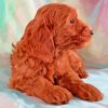 Dark Red Miniature Goldendoodle Paint By Numbers