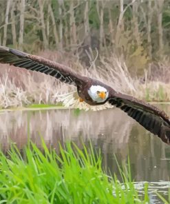 Eagle On The River Paint By Numbers