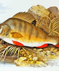 European Perch Art Paint By Numbers