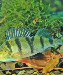 European Perch Paint By Number