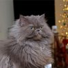 Longhair Grey Cat Paint By Numbers