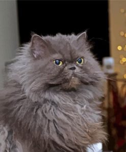 Longhair Grey Cat Paint By Numbers