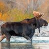 Moose Animal In River Paint By Numbers