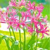 Pink Nerine Lily Flowering Plants Paint By Numbers