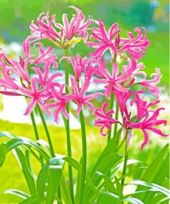 Pink Nerine Lily Flowering Plants Paint By Numbers