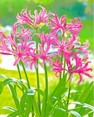 Pink Nerine Lily Flowering Plants Paint By Numbers