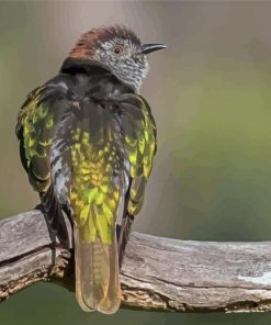 Shining Bronze Cuckoo Paint By Numbers