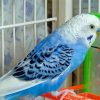 The Blue Parakeet Paint By Numbers