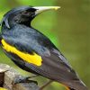 The Yellow Winged Blackbird Paint By Numbers