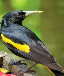 The Yellow Winged Blackbird Paint By Numbers