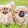 Two Young Pekingese Puppies Paint By Numbers