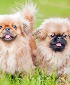 Two Young Pekingese Puppies Paint By Numbers