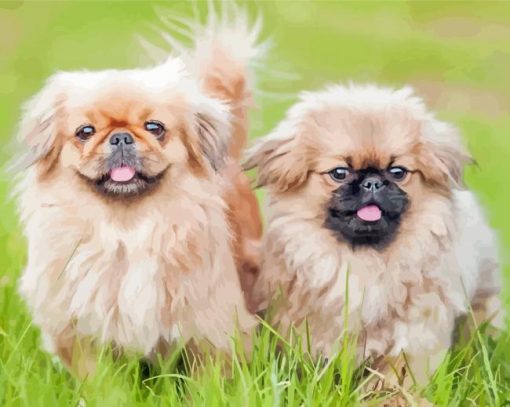 Two Young Pekingese Puppies Paint By Numbers