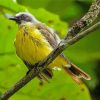 Tyrant Flycatchers Paint By Numbers