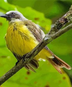 Tyrant Flycatchers Paint By Numbers