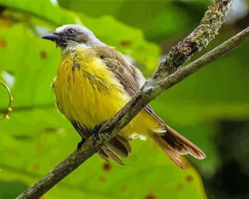 Tyrant Flycatchers Paint By Numbers