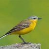 Western Yellow Wagtail Paint By Numbers