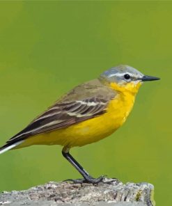 Western Yellow Wagtail Paint By Numbers